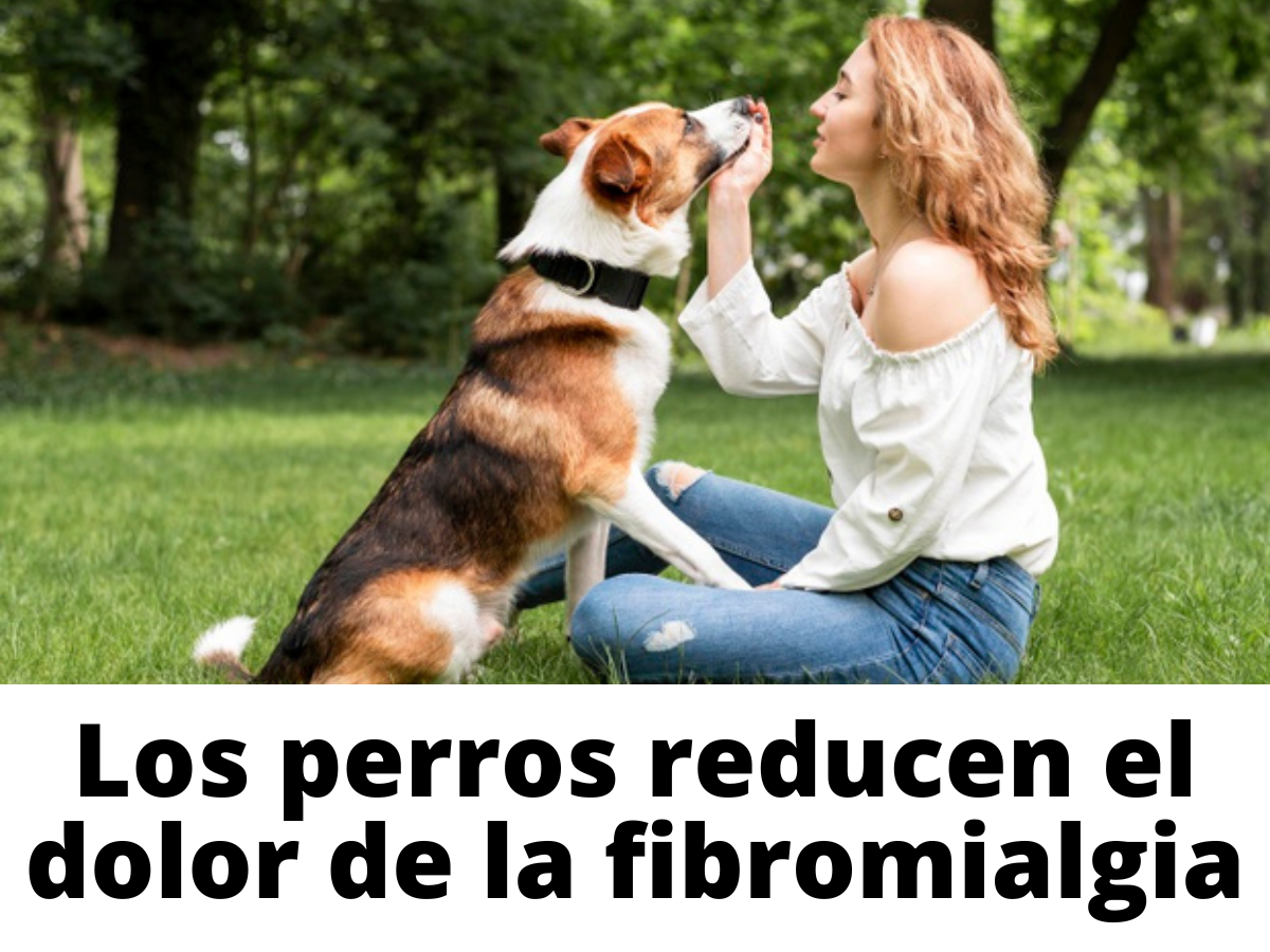 fibromialgia tratamiento alternativo perros